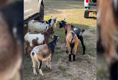 Five goats home after disappearing from Caroline Co. farm