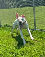 Delaware Lifts Shelter and Rescue Dog Restrictions Following Kennel Cough Outbreak
