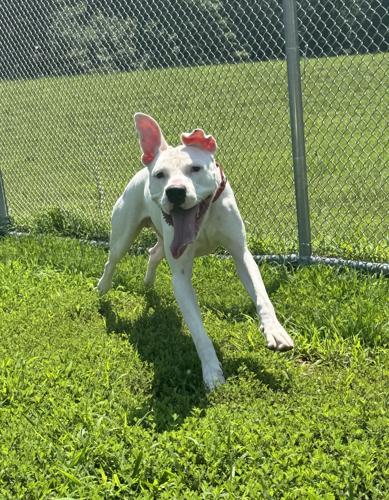 Shelter Dog