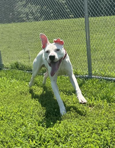Shelter Dog