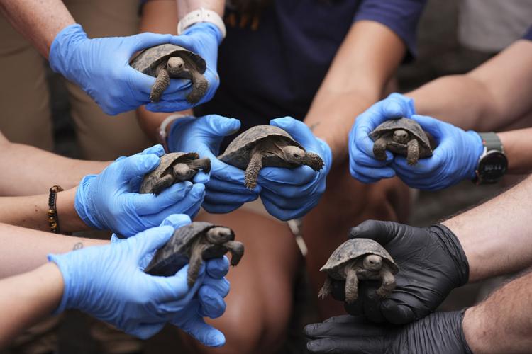 Tortoise Babies