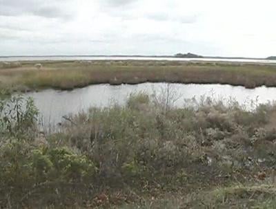 Blackwater National Wildlife Refuge
