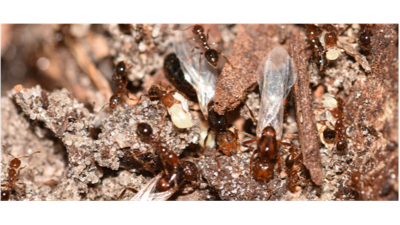 Fire Ant Swarm Season Arrives in Orlando: What Homeowners Need to Know