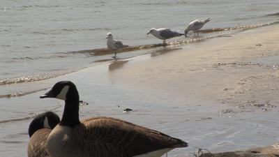 Report: Sea Level Rise Could Make Seaford Wastewater Plant "Vulnerable"