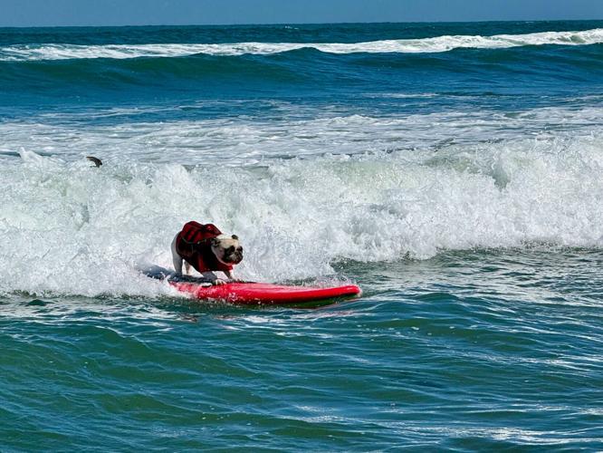 US Dog Surf Competition