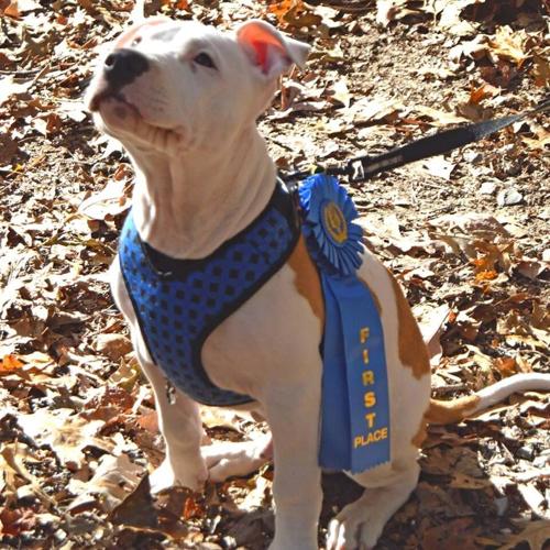 PupofthePines2016_Brutus