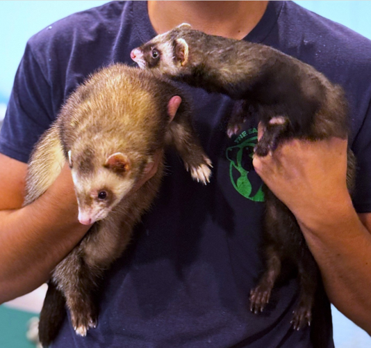 New Wildlife Ambassadors at the Salisbury Zoo