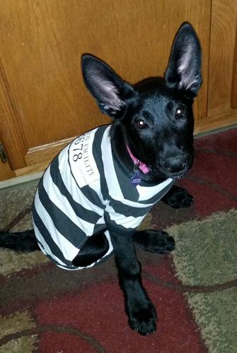 Justice 14 week old belgian  malinois.