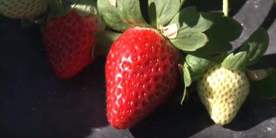 Warm Weather   Strawberries   YouTube
