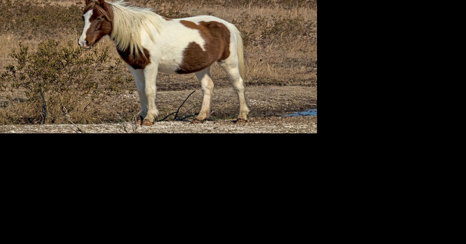 Chincoteague pony passes despite extensive rescue efforts