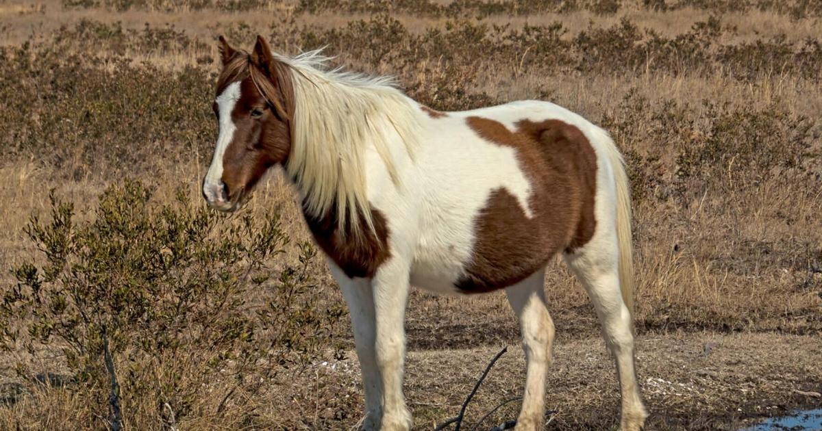 व्यापक बचाव प्रयासों के बावजूद चिनकोटेग टट्टू गुजर गया
