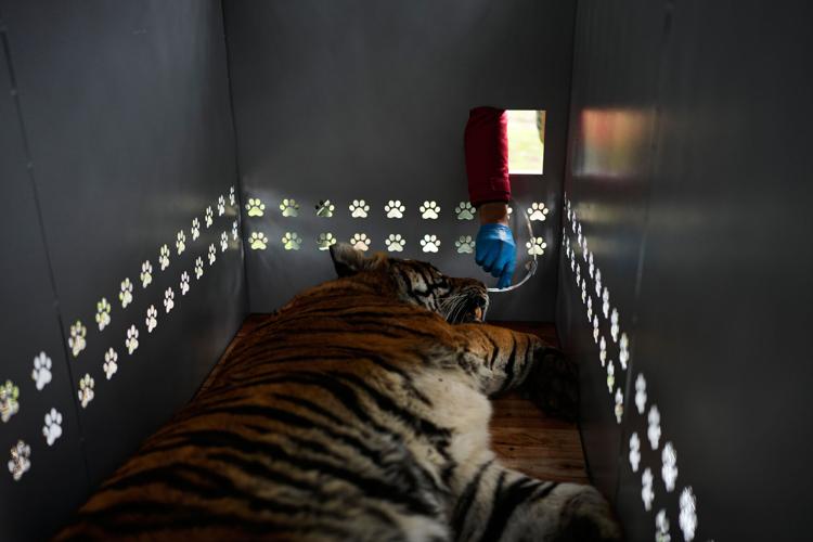 CORRECTION Argentina Big Cats