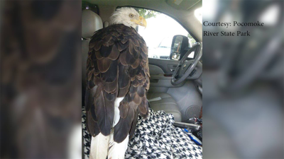 Bald Eagle Rescued After Struck by Car on Deal Island Road