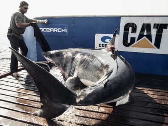 3,500-lbs. great white shark off Long Beach Island