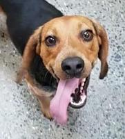 STEVE-GEORGETOWN-BRANDYWINE