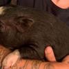 Missing Potbelly Pig Pursuit in Sussex County