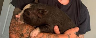 'Piglet", the missing potbelly pig