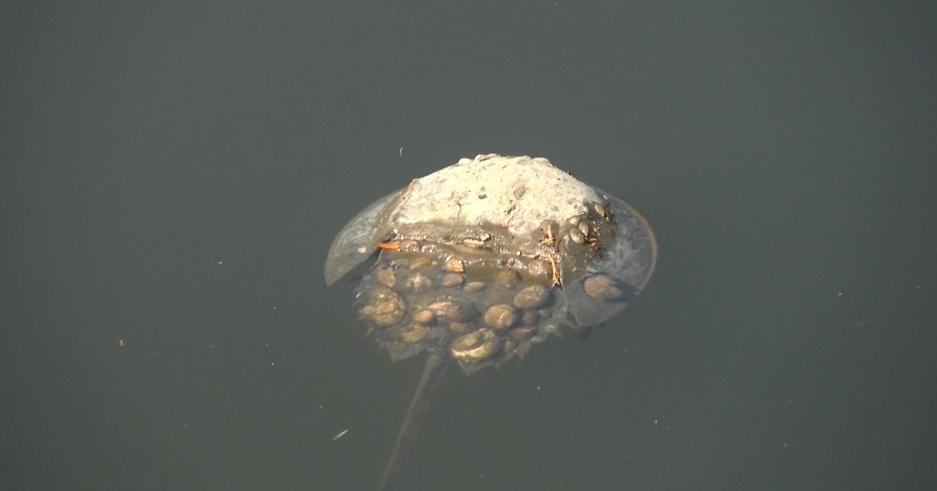 Trying to Solve the Mystery of a High Mortality Rate for Horseshoe Crabs in an Ocean City Canal - Vimarsana News