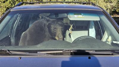 Drought Bear Trouble 1