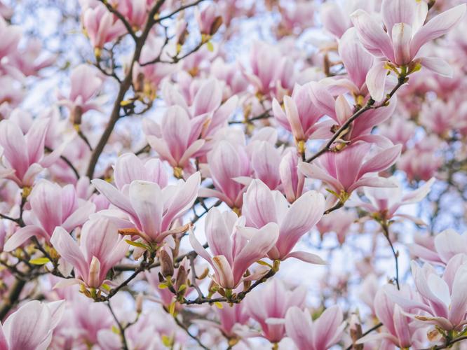 Beautiful flowering Magnolia pink blossom tree.