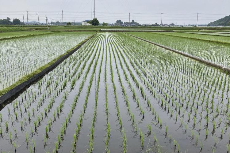 Japan Rice