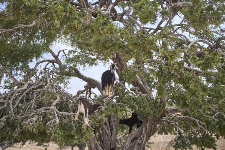 APTOPIX Morocco Argan Oil Industry Boom