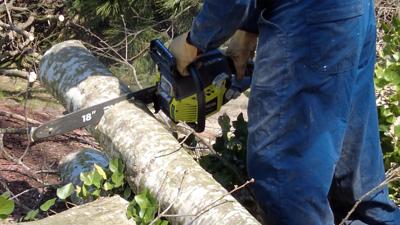 Local Companies And Neighbors Help With Tree Removal