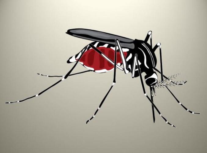 Mosquito Image