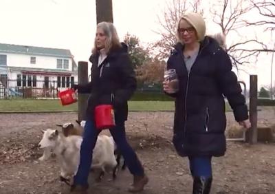 Tamaras-Dairy-Does-Delectables