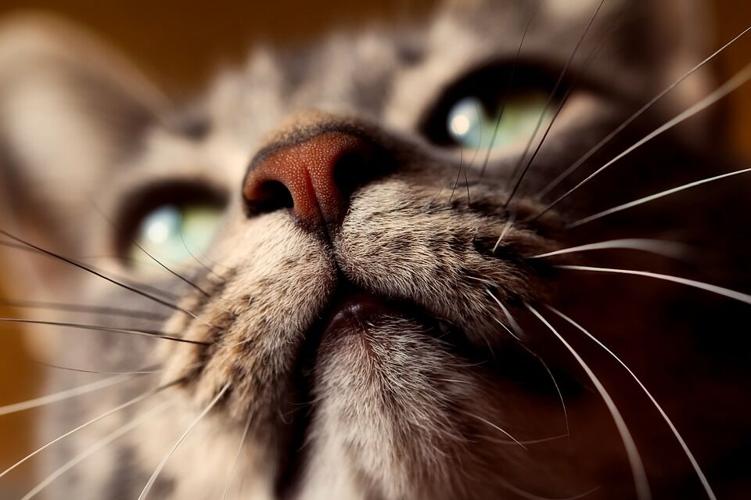 cat-2300648_960_720