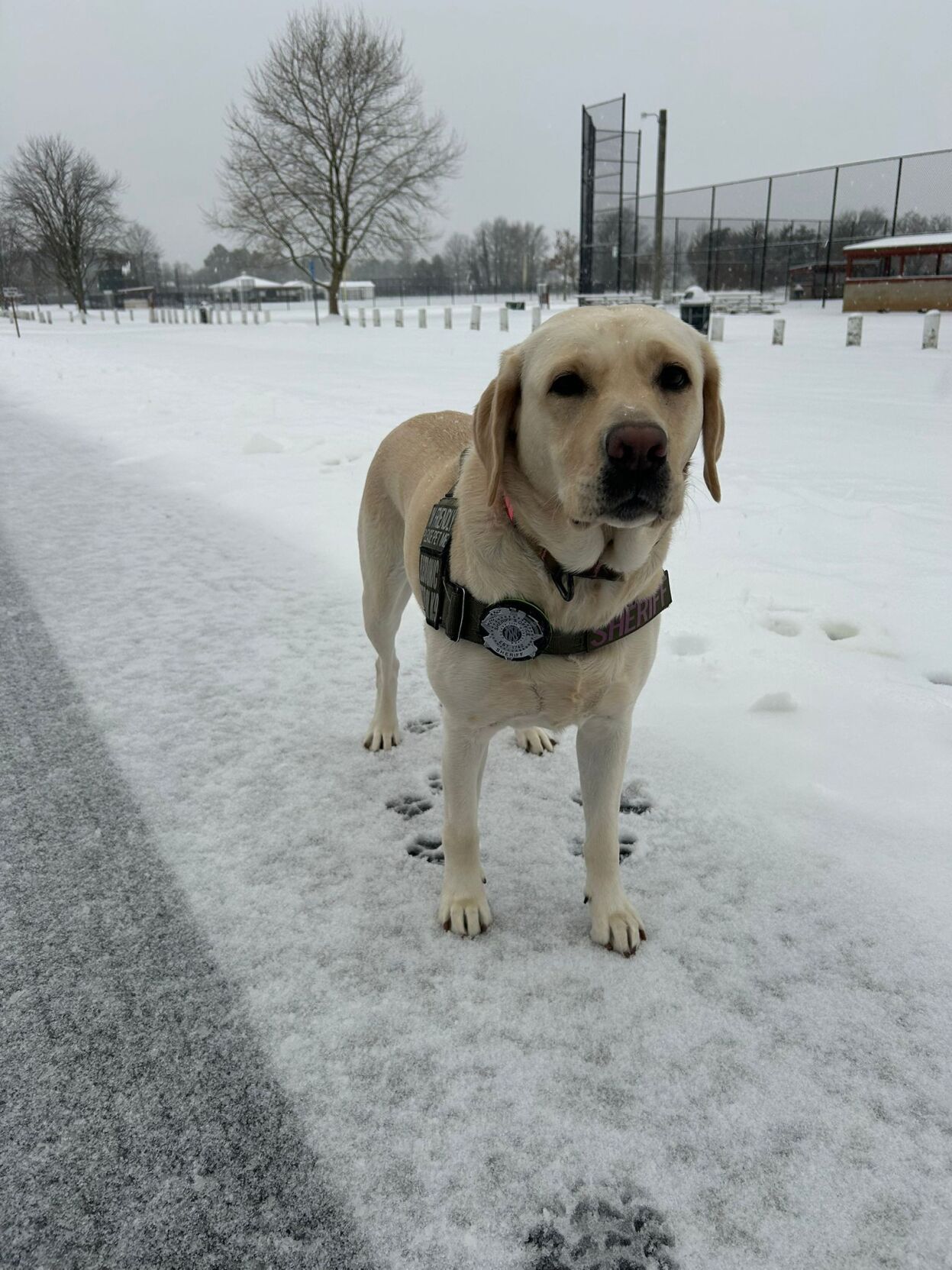Worcester County Sheriff's Office - K9 Luna