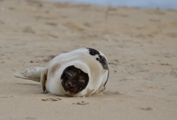 adult harp seal face