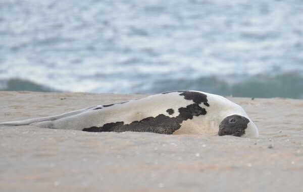 adult harp seal really laying