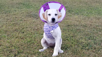 DVL1859C.00_01_49_24.Still002