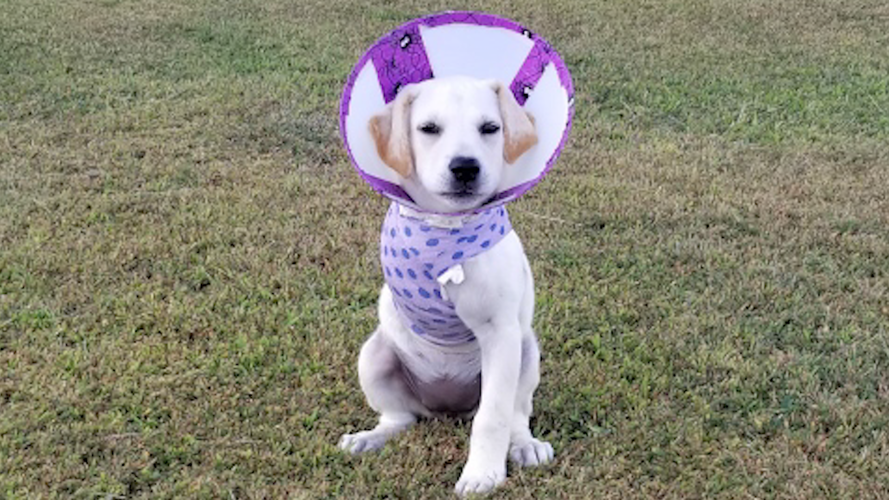 DVL1859C.00_01_49_24.Still002