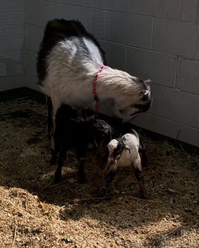 Faith with Kids