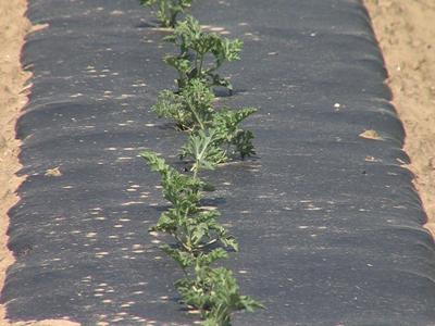 Fruit Farmers Cope With Weeks of Rain