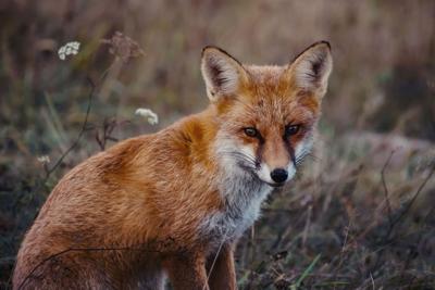 Red fox