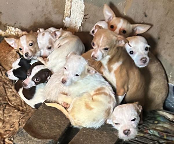 Dogs rescued from Felton Home