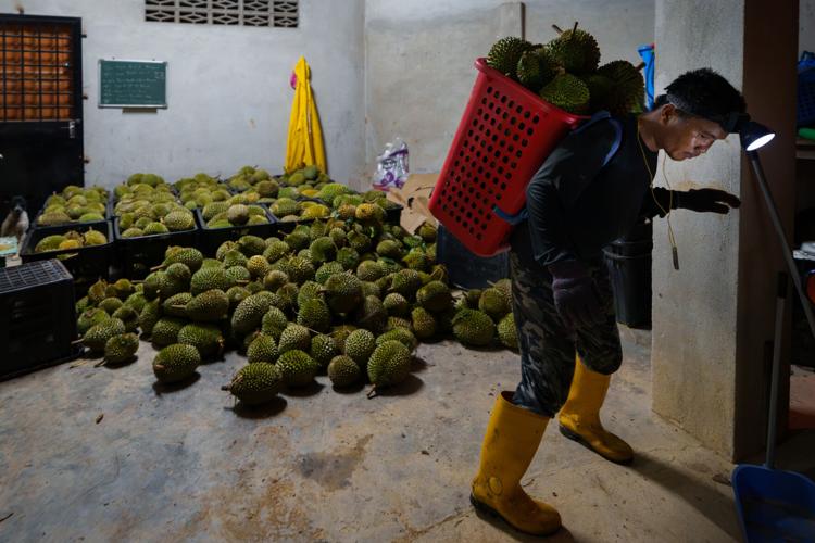 Malaysia Durian