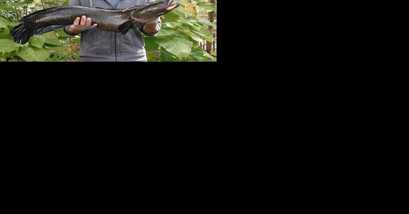 Snakehead fishing report in dc, md, and va