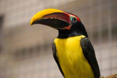 Salisbury Zoo welcomes two Green Araçari