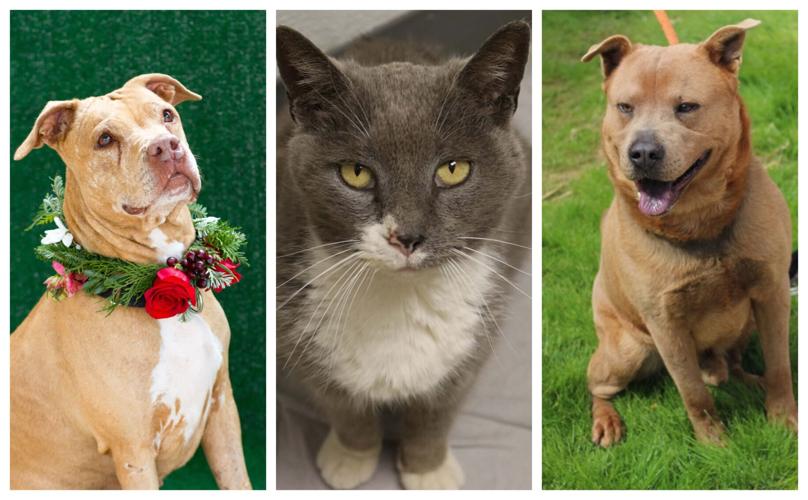 Pet Connect – April 26, 2019