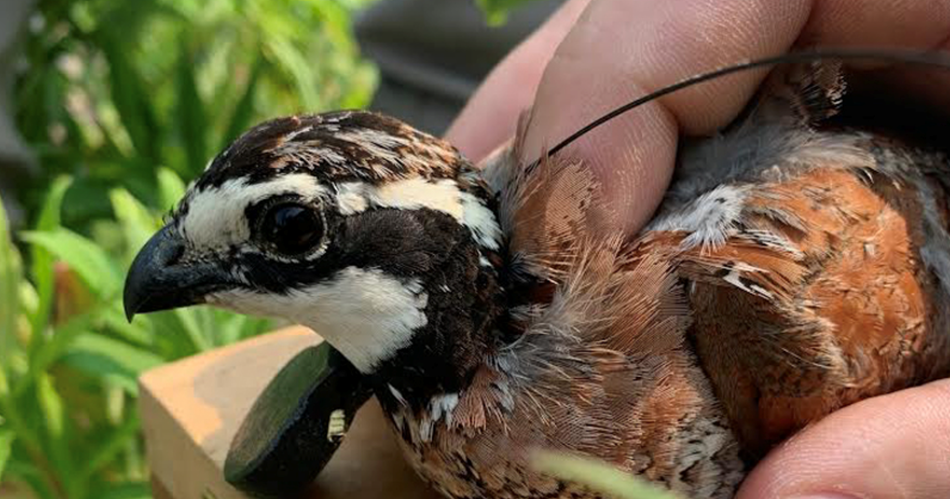 DNREC eyes Sussex County wildlife area for potential bobwhite quail comeback