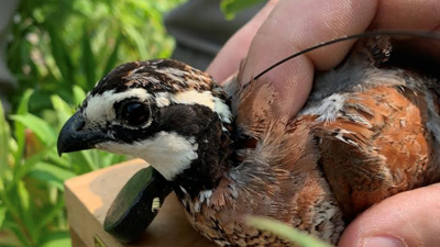 Northern Bobwhite quail