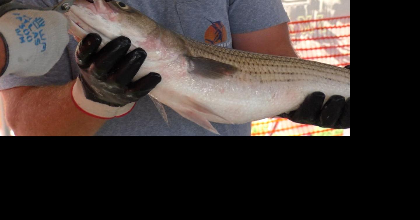 New Striped Bass (Rockfish) Regulations For Recreational Fishers