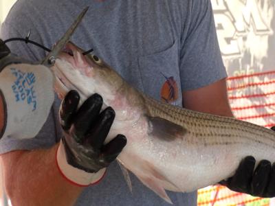New Striped Bass (Rockfish) Regulations For Recreational Fishers