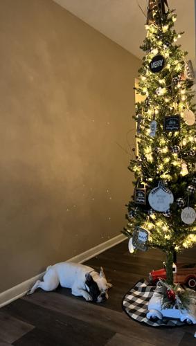 Millie waiting for Santa in front of Dave and Colby Hall's tree in Easton, Md.