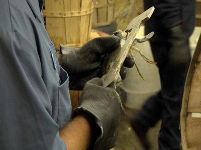 Proposed Regulation Would Increase Minimum Size of Soft Crabs in Maryland