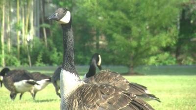 More Than 200 Geese Euthanized In Ocean Pines by USDA For Overcrowding Concerns